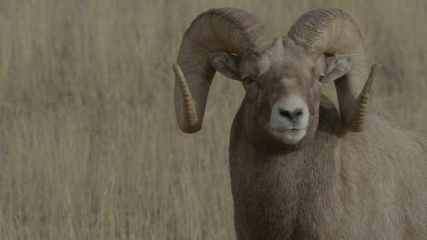 A bighorn sheep stands in a field of dry grass