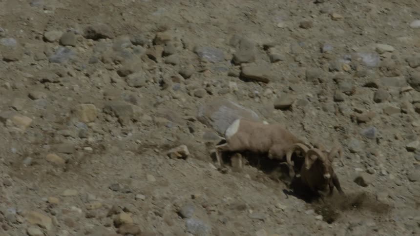Two bighorn sheep fighting on a steep mountain