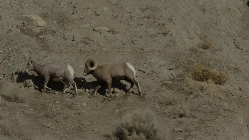 A male bighorn sheep pursues a ewe on a hillside