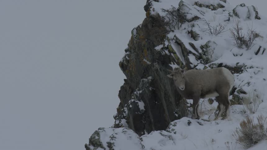 A bighorn sheep ewe walking on snowcovered ground