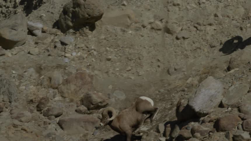 Two bighorn sheep running down a mountain