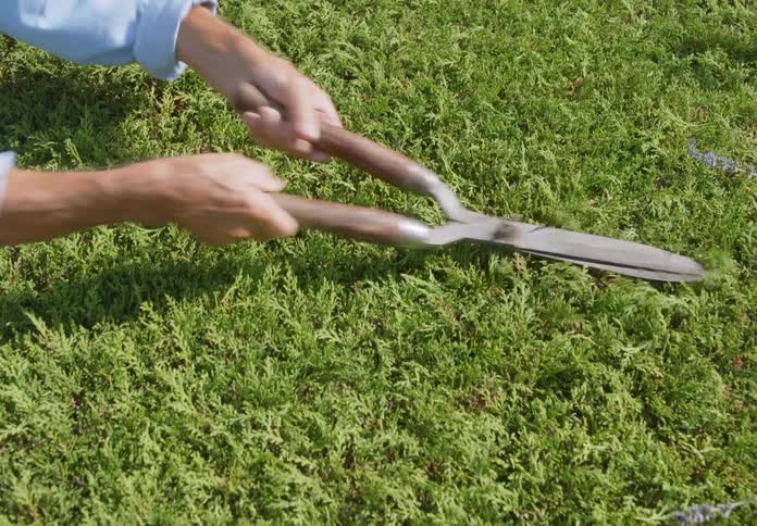 A person with garden shears tending the garden