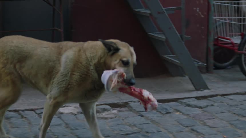 A dog picks up a large bone with its teeth and carries it down a city street