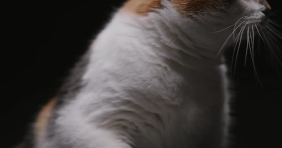 A cat sitting alone in the dark