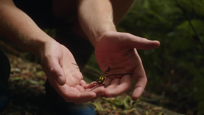 A man puts his hands under a dragonfly on the ground and gently lifts it in his hands