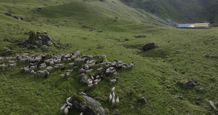 Large flock of sheep moves across hills with mountains and house in the distance