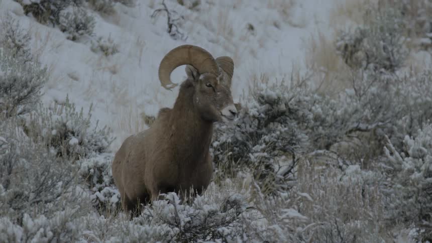 Male Bighorn sheep stares at the camera and walks away