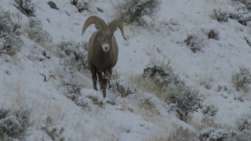 A Bighorn sheep walking on snow covered ground