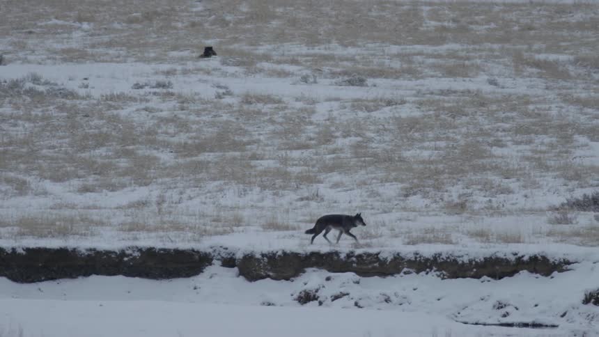 A wolf walking on snowcovered ground