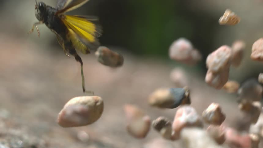 A cricket flies in to the air as stones are thrown towards it