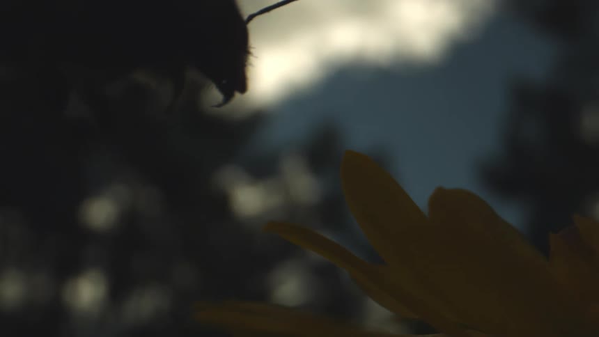 A closeup of a bee landing on a yellow flower