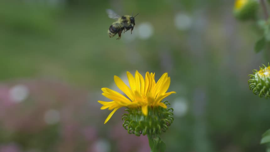 A bee flies off the flower
