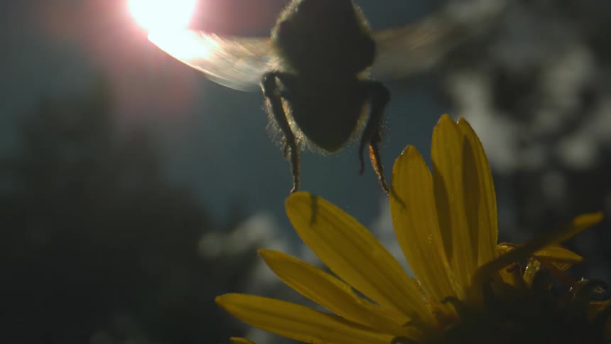 An moth insect flying from a petal of a flower