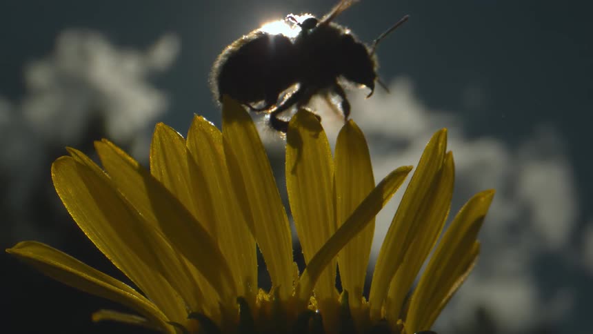 Bee flies over sunflower
