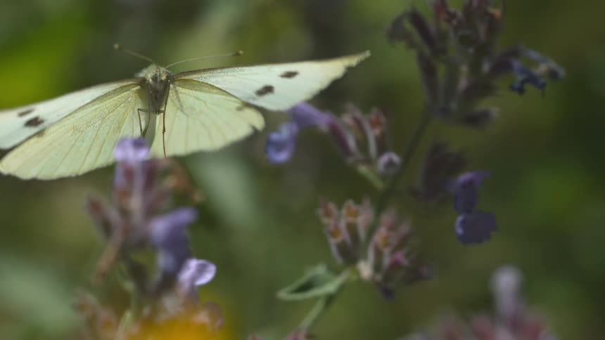 An insect with large wings landing on a flower