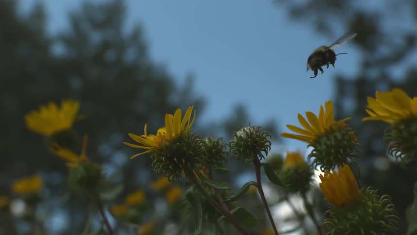 A bee heading towards a yellow flower