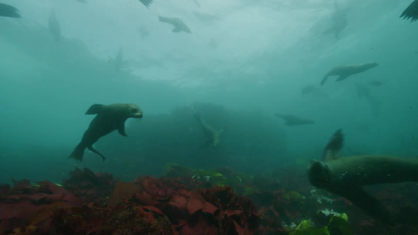 Seals swimming through the sea