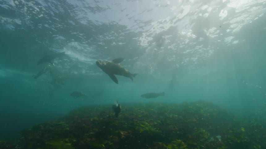 Seals swimming above the kelp