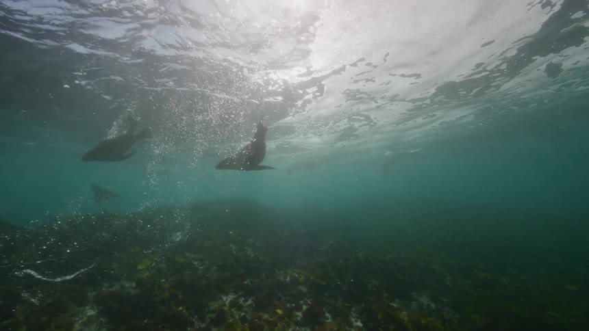 Sea lions are swimming over the seabed as seaweed moves and sunlight shines from above