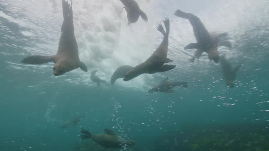 A group of seals are having fun in the ocean waves underwater