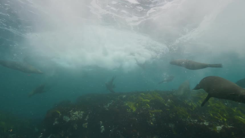 A group of seals swimming in the crystal clear ocean