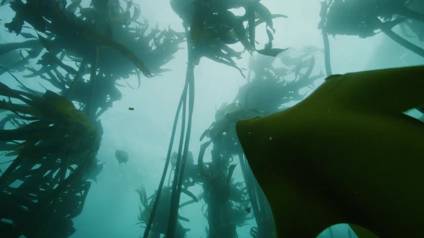 Sea lion swim around tall underwater plants during the day