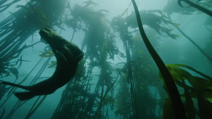 Sea lions swimming in the ocean near seaweeds