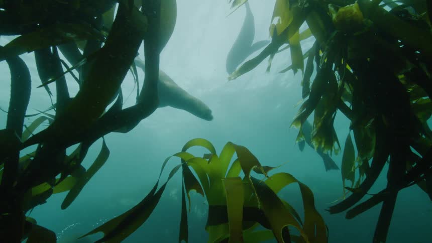 View from inside the sea of seals swimming through the kelp