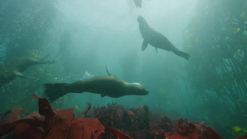 The seals race around underwater