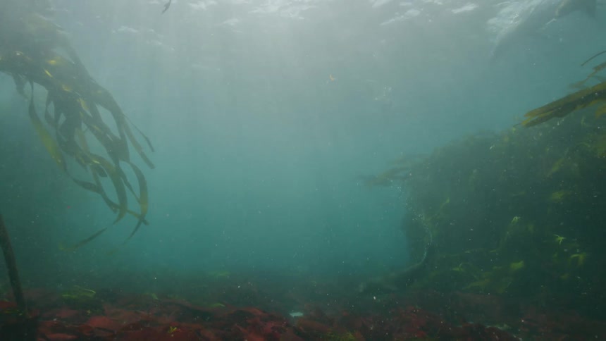 Seals swim underwater together