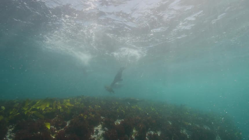 A group of seals are swimming underwater in the ocean