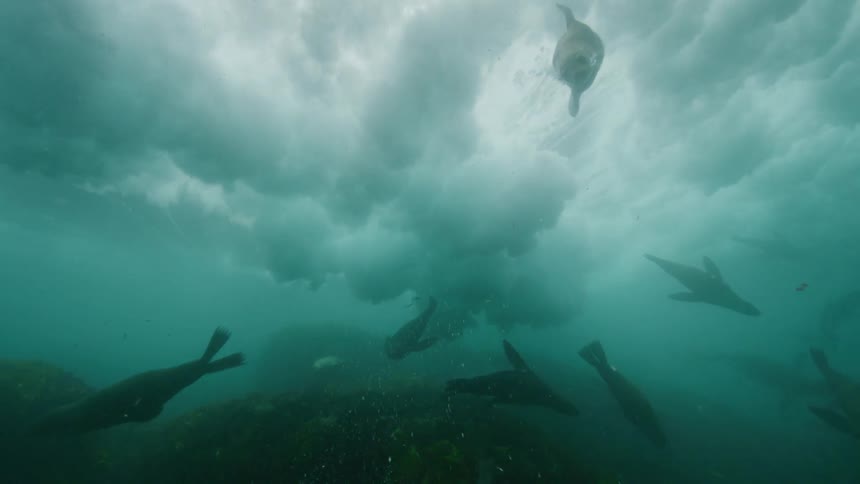 Fish swimming underwater at midday