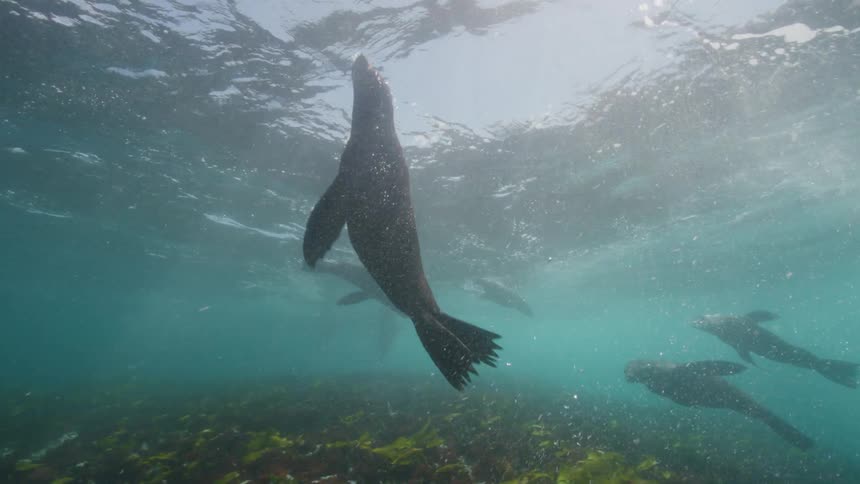 Sea lions swim through murky water between reef and surface