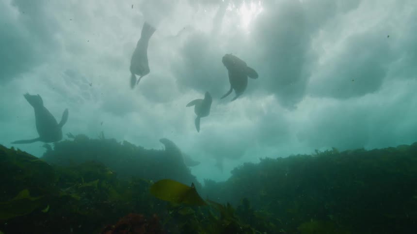Fish swimming underwater at midday