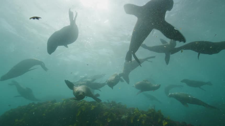 Sea lions swimming under water as the sun shines on the surface