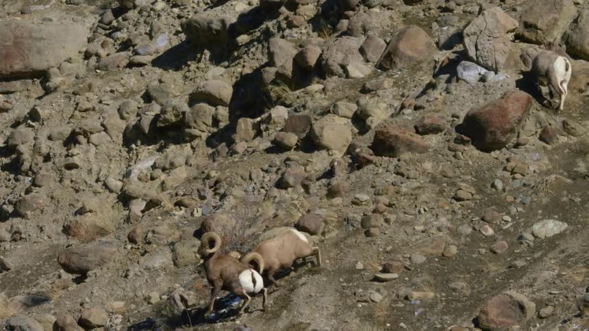 Two bighorn sheep fighting on a steep rocky mountain side