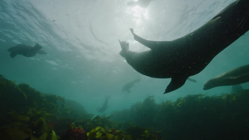 Some seals swimming in a coral sea full of algae as sunlight passes from the surface