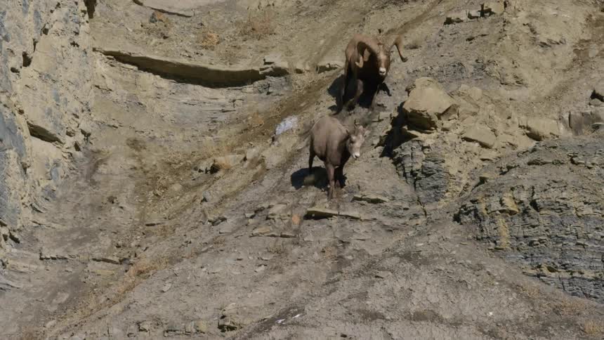 A bighorn sheep chasing a ewe down a hillside