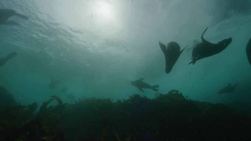 View from inside the sea of seals swimming with a wave passing by