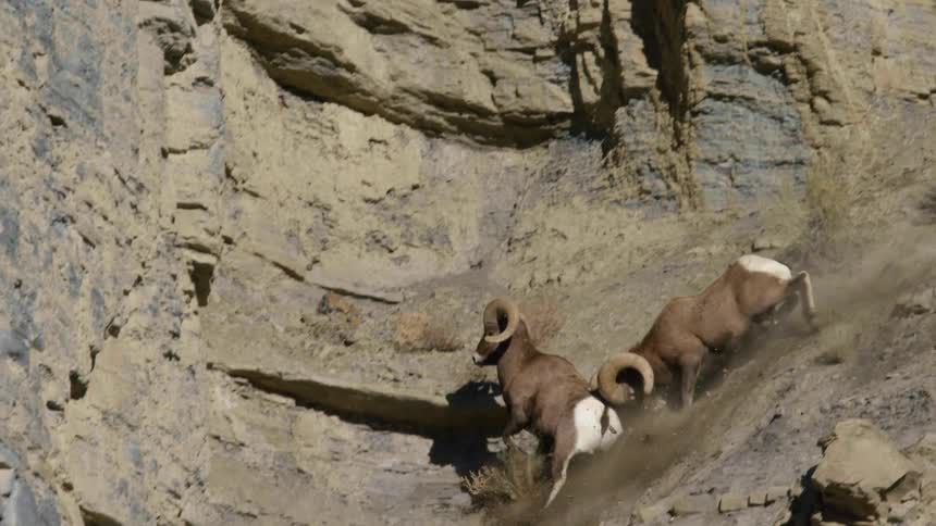 Two bighorn sheep fighting over a ewe on a steep rocky mountain