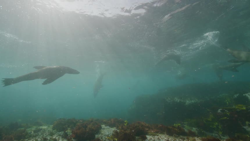 A group of seals maneuvering in the ocean during the day