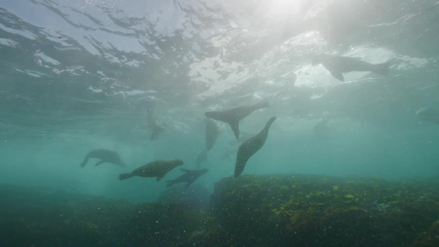 Sea lions are swimming over the seabed as sunlight shines from above