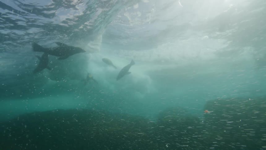 Seals play with the sea waves near the reefs