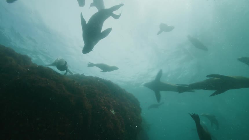 Fish swimming underwater at midday