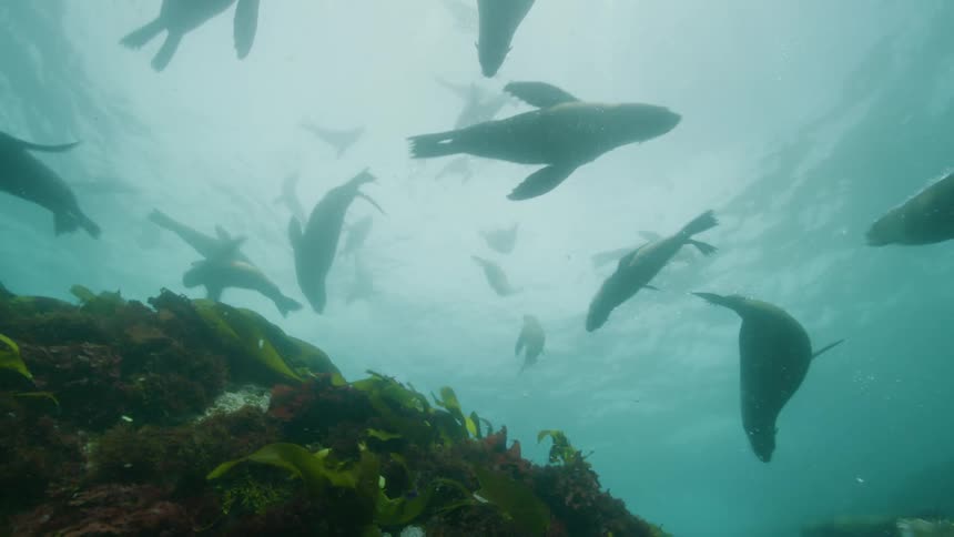 A colony of sea lions swimming in the ocean