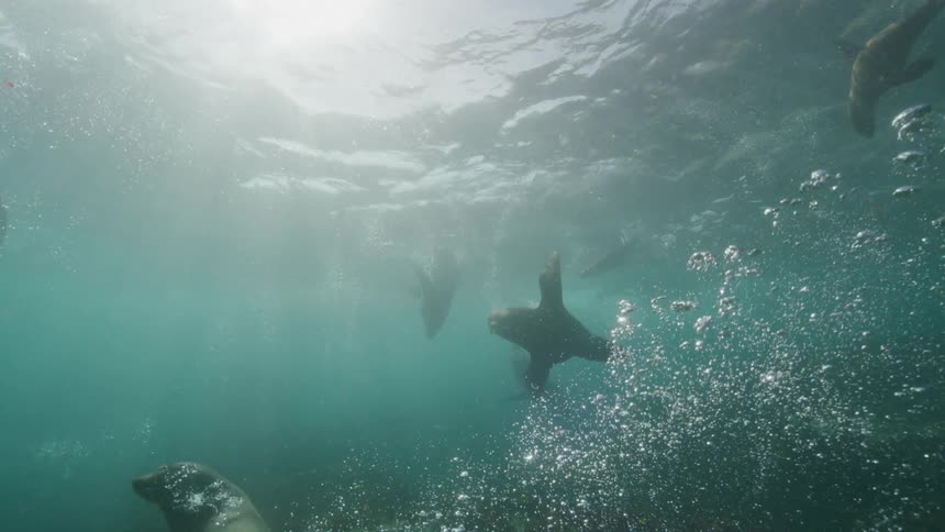 A small group of seals swimming near reefs in the blue ocean