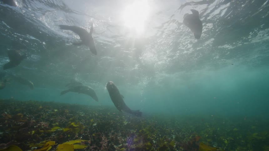 Light shines through surface onto a pod of seals swimming through murky water over bed of kelp