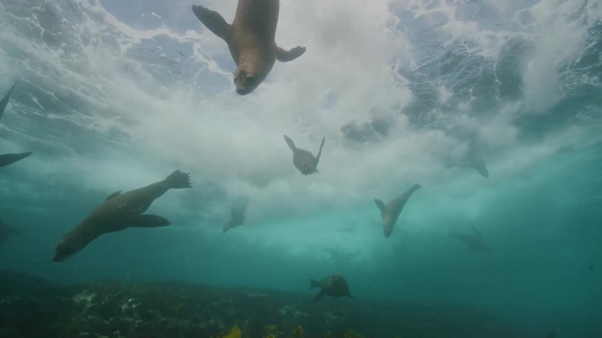 Seals swim under the wave
