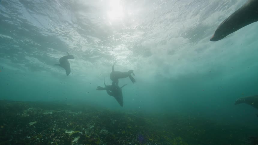 Sea lions swim underwater during the day
