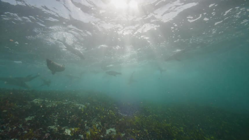 A group of seals are swimming underwater